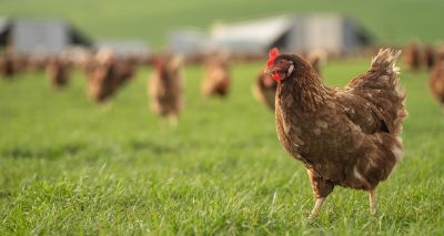 DAERA calls for 'vigilance' as avian flu circulates